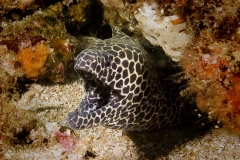 Scuba Diving with Honeycomb Eels