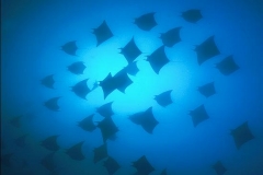 Scuba Diving with Devil Rays