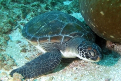 Scuba Diving with Turtles