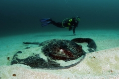 Scuba Diving with Round Ribbontail Ray