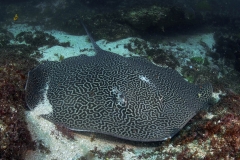 Scuba Diving with Honeycomb Rays