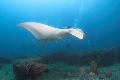 Scuba Diving with Manta Rays