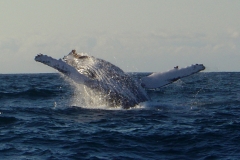 Scuba Diving with Humpback Whales