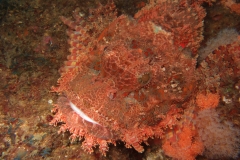 Scuba Diving with Ragged Scorpion Fish