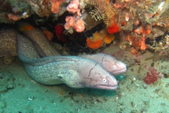 Scuba Diving with Geometric Eels