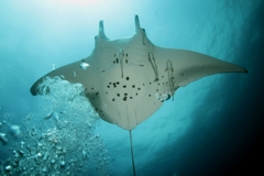 Scuba Diving with Manta Rays