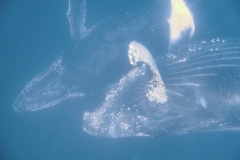 Scuba Diving with Humpback Whales