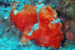 Scuba Diving with Frog Fish
