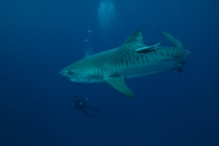 Shark Diving with Tiger Sharks
