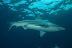 Scuba Diving with Blacktip Sharks