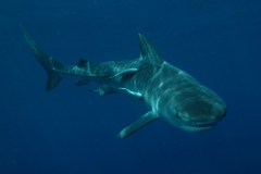 Shark Diving with Tiger Sharks