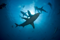 Shark Diving with Blacktip Sharks