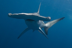 Scuba Diving with Hammerhead Sharks