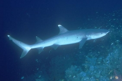Scuba Diving with Whitetip Reef Sharks