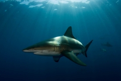 Scuba Diving with Blacktip Sharks