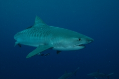 Shark Diving with Tiger Sharks