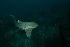 Scuba Diving with Leopard Sharks