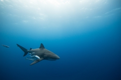Scuba Diving with Bull Sharks