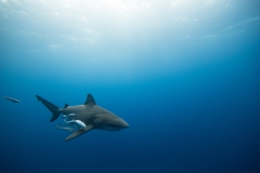 Shark Diving with Bull Sharks