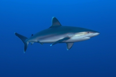 Shark Diving with Silvertip Sharks